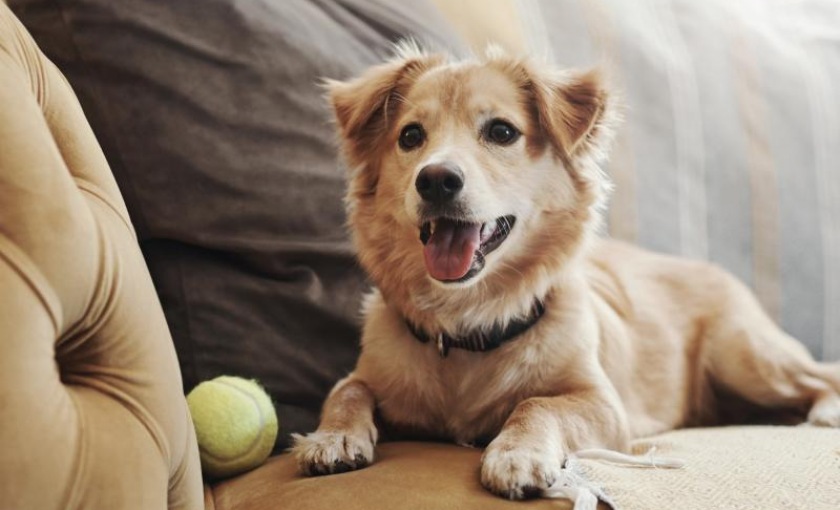 dog laying on a couch with a ball