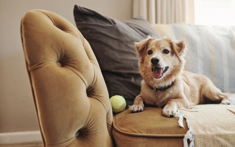 a dog lying on a couch